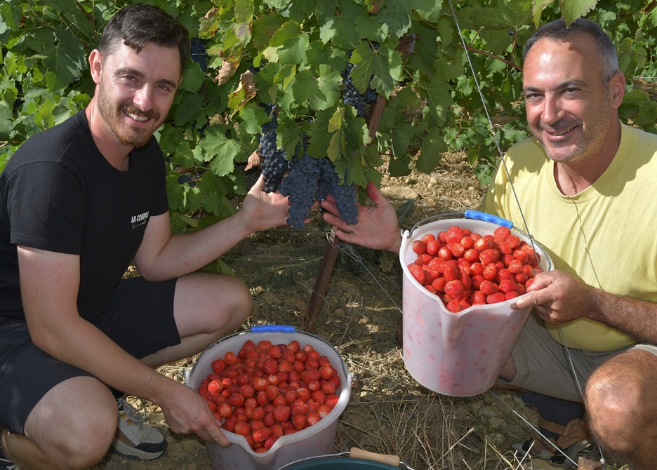 Mathieu Demoulin dans ses vignes
